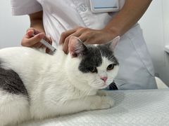 -博特宠物医院24h犬猫全科.骨科·异宠