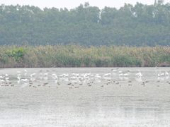 -大湾区中央湿地公园