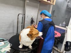 -宠福鑫康馨动物医院·骨科·眼科