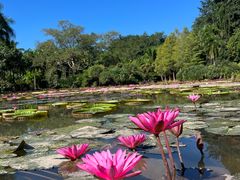 -中国科学院西双版纳热带植物园