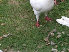 -合肥滨湖国家森林公园