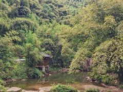-芦沟竹海