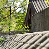 春色正好,游客不少。疫情前只有附近居民饭后来遛达