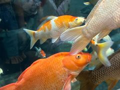 -上海海洋水族馆