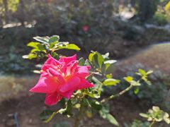 -东莞植物园