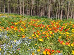 -上海共青森林公园