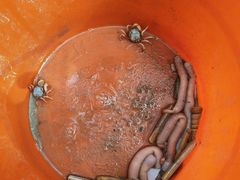 -红树林天天赶海