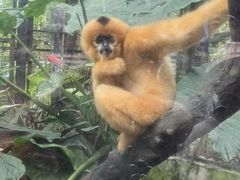 -海南热带野生动植物园