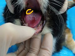 -纳吉亚猫专科动物诊疗中心(蒋宅口分院)