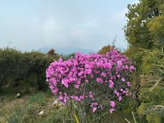 -梧桐山风景名胜区
