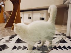 -More Fun猫咖 二十只万元加菲主题