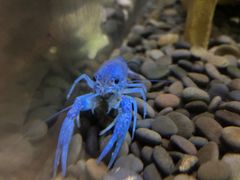 -上海大自然野生昆虫馆(东方明珠·爬宠昆虫探索中心)