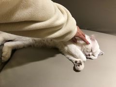 -猫腻·猫咖·撸猫馆(星光大道店)