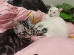 -屋虎猫馆(宝安大仟里店)