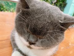 -猫小院猫主题餐厅(三里屯店)