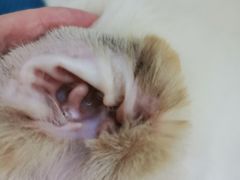 -创凡宠物医院·骨专科  猫科中心(西乡分院)