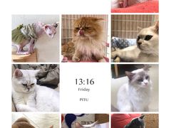 -藏猫猫咖啡主题馆(中央大道店)