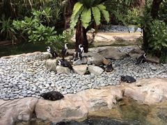 -新加坡飞禽公园
