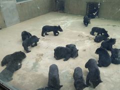 -东方熊牧场