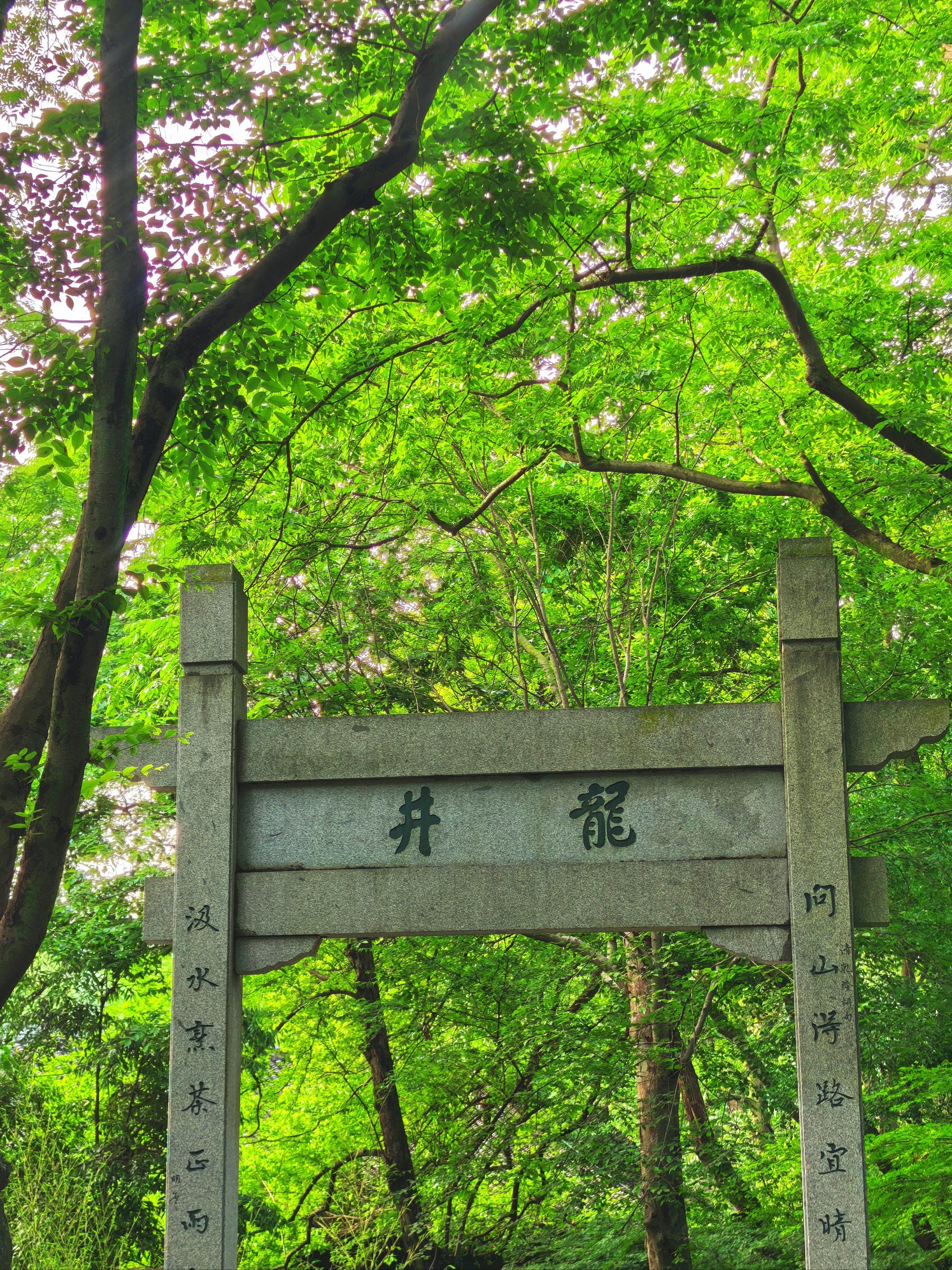 五月去龙井村登茶山