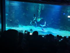 -石家庄海洋公园