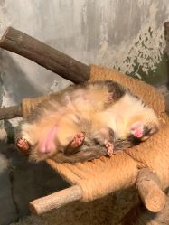 -Zoolung Zoolung动物主题公园(海信广场店)