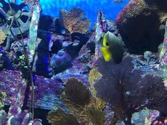 -暹罗海洋世界
