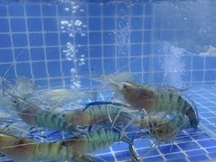 -湘里乡亲甲王二老店