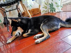 -喜柴咖啡·柴犬狗咖