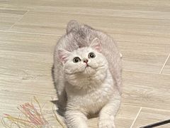 -lincat·猫舍(广州店)