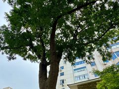 -常州古运河南大街文化旅游区-人民公园