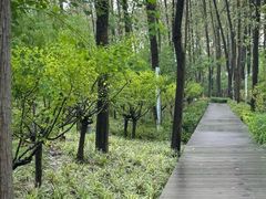 -合肥滨湖国家森林公园