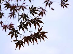 -秋霞圃