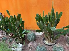 -正佳雨林生态植物园