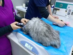 -关爱宠物医院·猫科中心·消化科(滨湖万达分院)