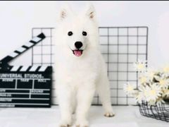 -翊宠yipet猫狗购宠庄园