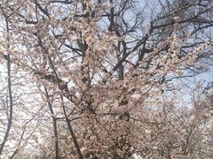 -桃花堤公园