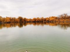 -金塔沙漠胡杨林景区