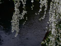 -中国茶叶博物馆(双峰馆区)