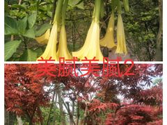 -枫香湖儿童公园