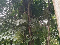 -云溪植物园