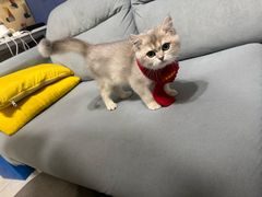 -瑞鹏宠物医院·普外科·影像科·皮肤科(城市山谷分院)