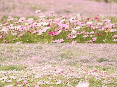 -香蜜公园