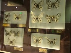 -上海昆虫博物馆