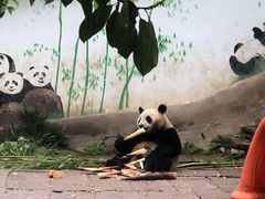 -中国大熊猫保护研究中心雅安碧峰峡基地