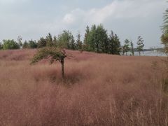 -南湖湿地公园