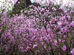 -白草畔自然风景区