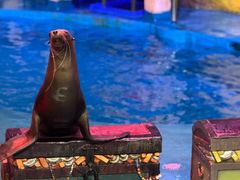 -烟台海昌鲸鲨海洋公园