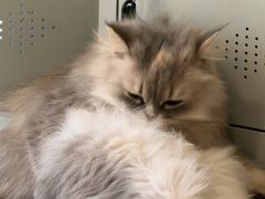 -平行世界·猫咖(首经贸店)