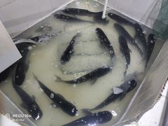 千岛湖大头鱼-魏铭鱼头捞饭(晋阳路店)